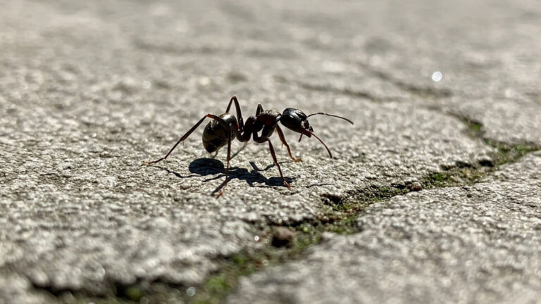 black ant walking on concrete in sunshine.