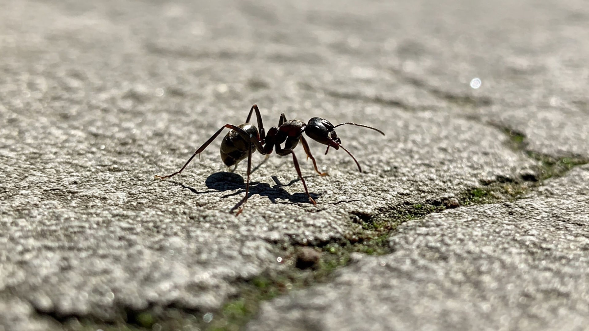black ant walking on concrete in sunshine.