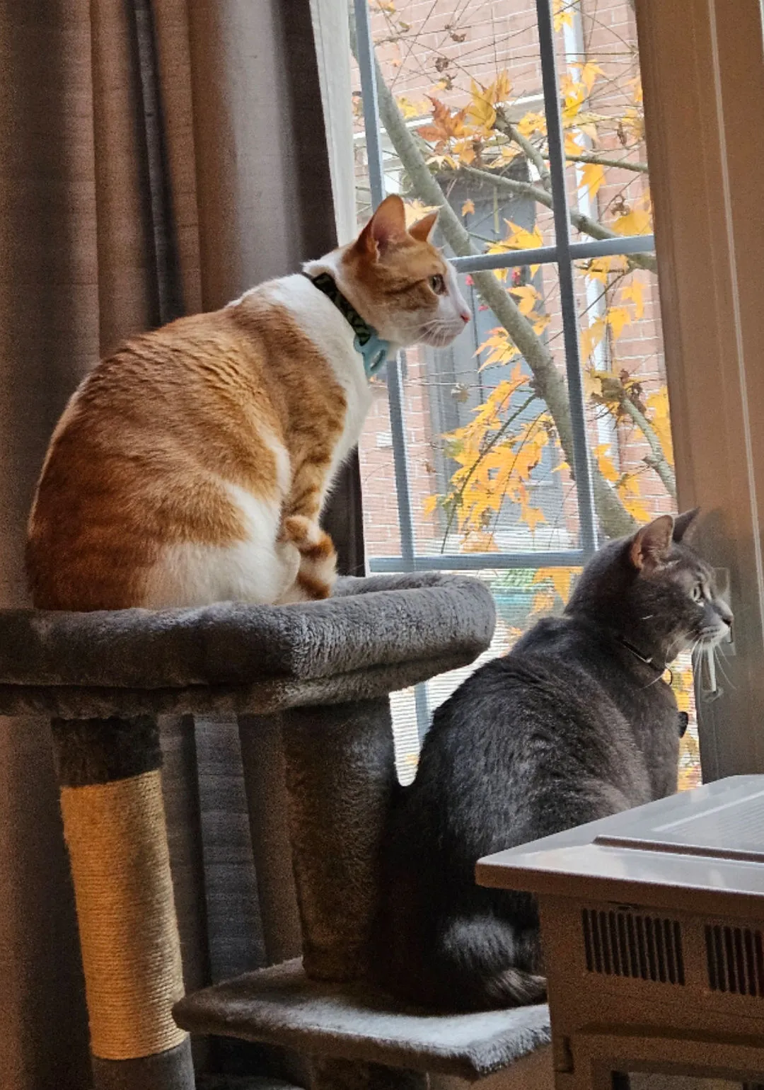 Gary and Ash, two cats looking out a window.